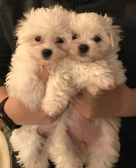 meravigliosi cuccioli di maltese mini