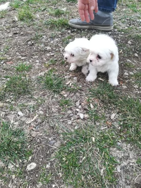 cucciolo maltese toy