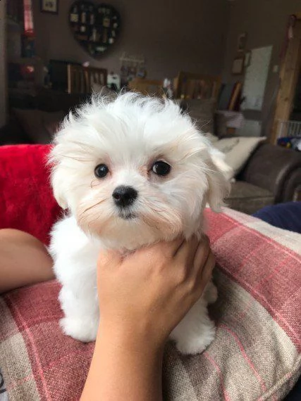 maltese mini mini toy 