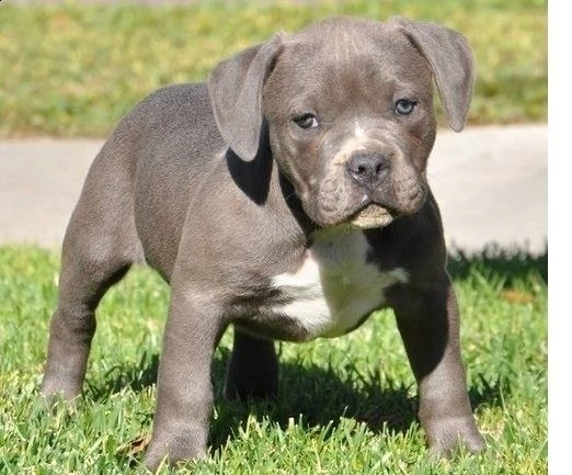 simpatico cucciolo di razza pitbull blue line staffordshire