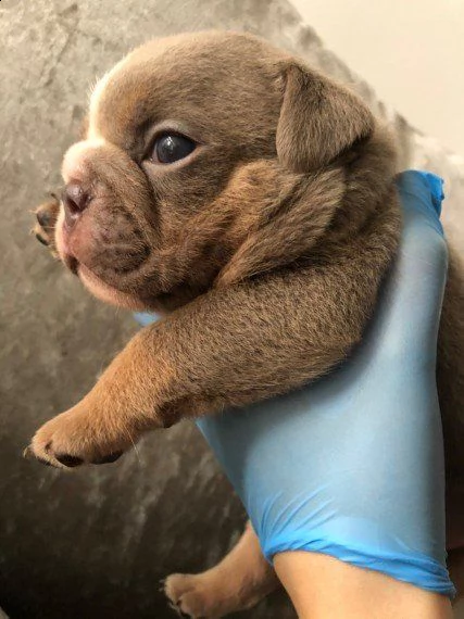 regalo bulldog inglese cuccioli disponibili