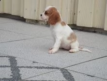  cuccioli di cavalier king femminucce e maschietti disponibili per ladozione gratuita