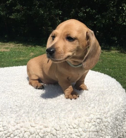  adorabili cuccioli bassotto femminucce e maschietti disponibili