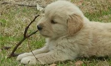  regalo golden retriver cuccioli disponibile per ladozione