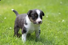  cuccioli di border collie femminucce e maschietti disponibili per ladozione gratuita