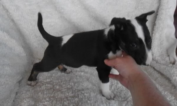  cuccioli di bull terrier femminucce e maschietti disponibili per ladozione gratuita