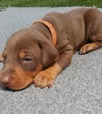   adorabili cuccioli dobermann femminucce e maschietti disponibili