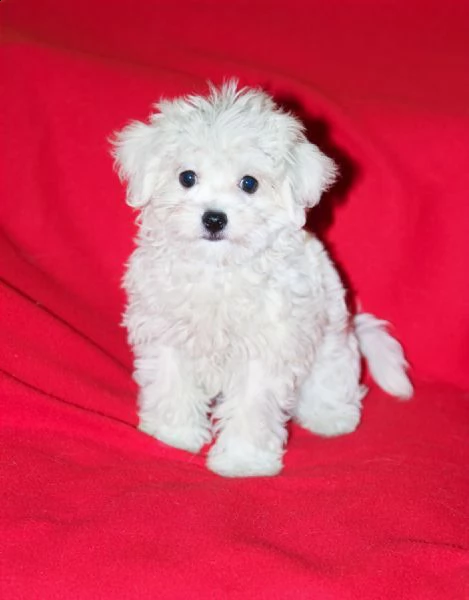 maltese mini mini toy