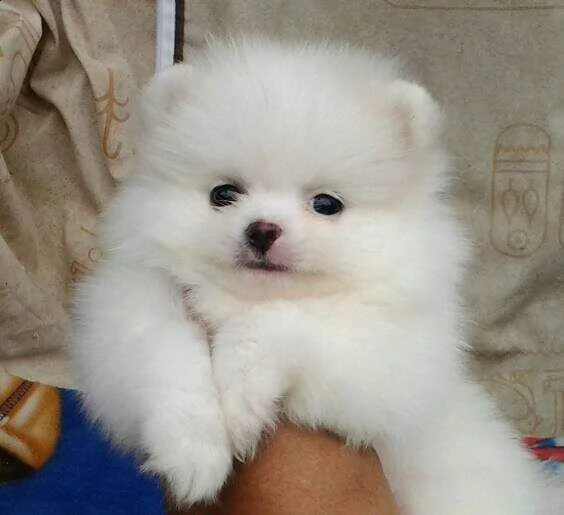  bella cucciolata di pomerania 