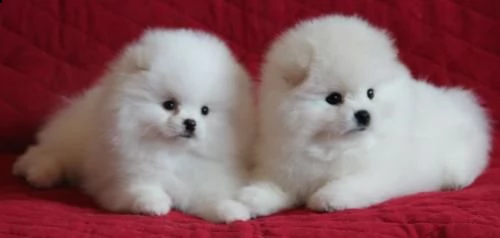  pomerania volpino  cercano urgentemente famiglia 