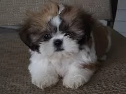    regalo shihtzu  toy