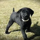 regalo cuccioli labrador