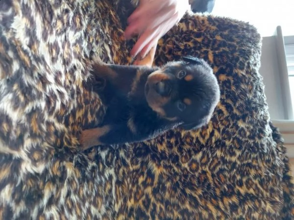 regalo cuccioli di rottweiler 1 femmine e un maschietto