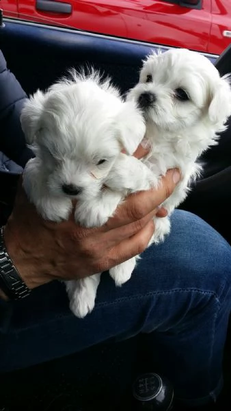 razza pure maltese toy