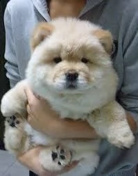 cuccioli di chow chow con pedigree enci  | Foto 2