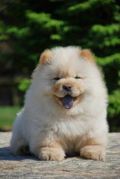 cuccioli di chow chow con pedigree enci  | Foto 1