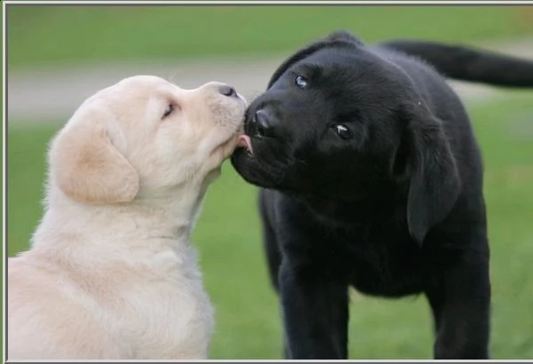 cuccioli labrador 