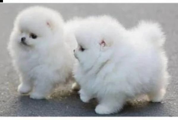 cuccioli di boo minipomeranian zwergspitz
