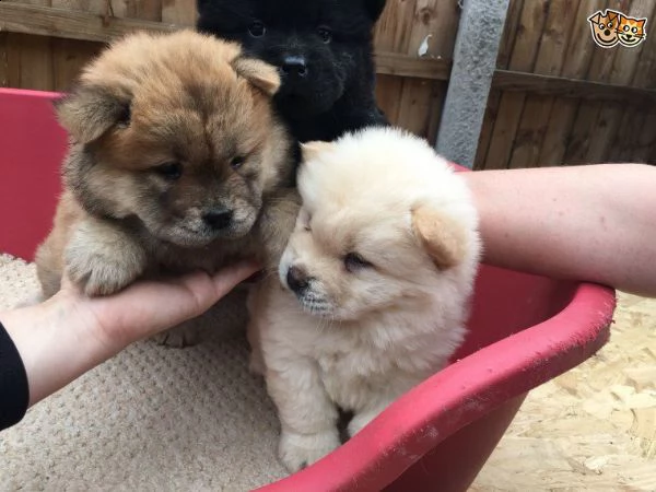  regalo cuccioli di chow chow maschi e femmine  cuccioli di cane razza chow chow maschio e femmina v