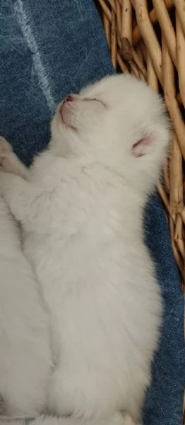 Gattini di pura Razza British Shorthair pelo corto con affisso in Anfi ed Enfi | Foto 6