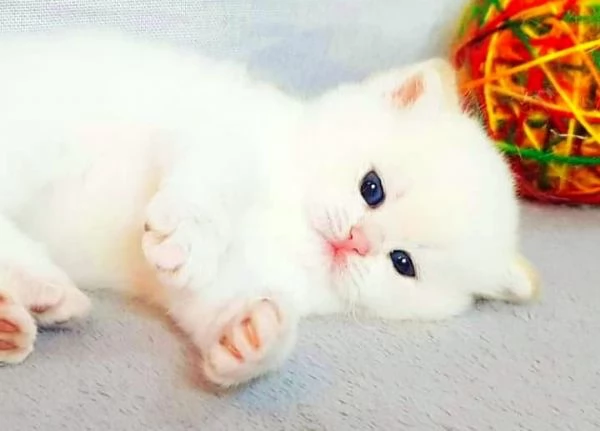 Gattini di pura Razza British Shorthair pelo corto con affisso in Anfi ed Enfi | Foto 5