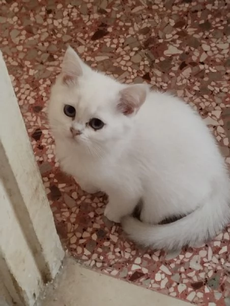 Gattini di pura Razza British Shorthair pelo corto con affisso in Anfi ed Enfi | Foto 4