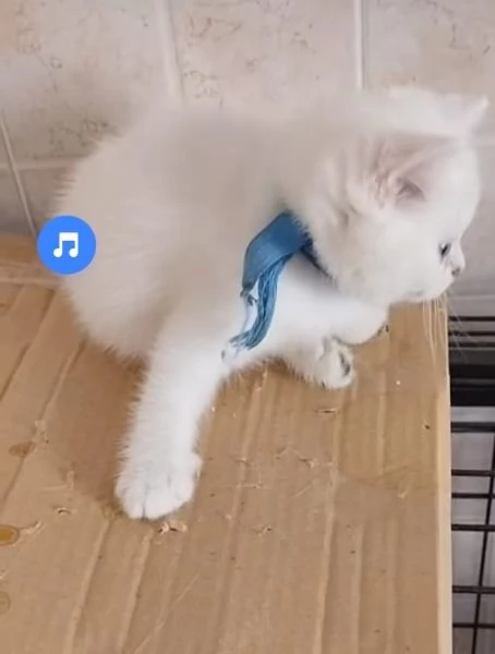 Gattini di pura Razza British Shorthair pelo corto con affisso in Anfi ed Enfi | Foto 3