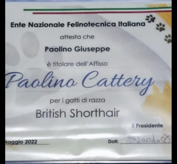 Gattini di pura Razza British Shorthair pelo corto con affisso in Anfi ed Enfi | Foto 2