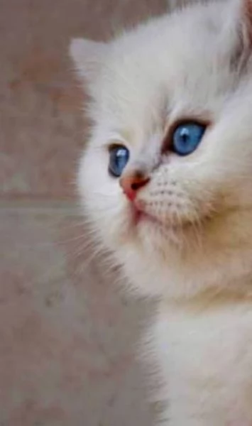 Gattini di pura Razza British Shorthair pelo corto con affisso in Anfi ed Enfi | Foto 0