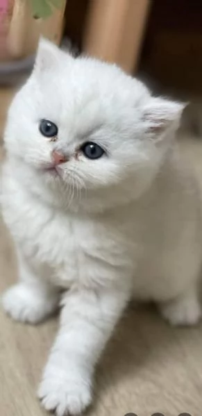 Gattini Pelo Corto Colorpoint Cincilla occhi azzurri Colorpoint  british shorthair | Foto 5