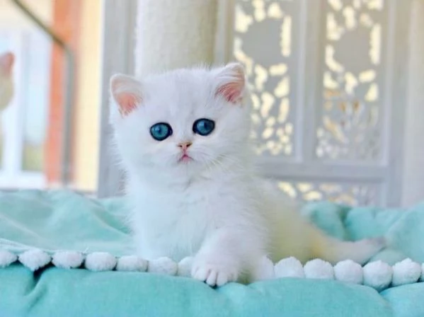 Gattini Pelo Corto Colorpoint Cincilla occhi azzurri Colorpoint  british shorthair