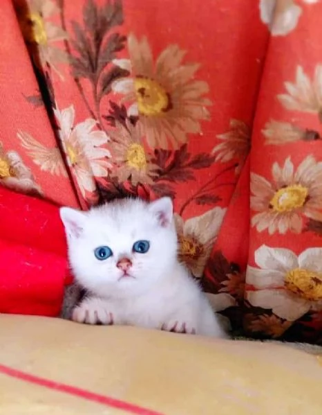 Gattini Pelo Corto Colorpoint Cincilla occhi azzurri Colorpoint  british shorthair | Foto 1