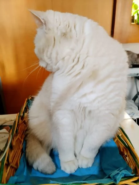 british shorthair pelo corto bellissimi e coccoloni di 6 mesi foto reali | Foto 1