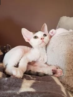 regalo gattini di devon rex  cedo due gattini di devon rex   verranno ceduti con due vaccinazioni 