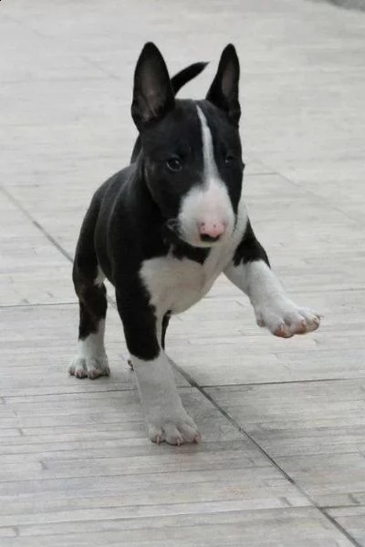   regalo bull terrier cuccioli per ladozione  abbiamo di razza bull terrier cuccioli per ladozione