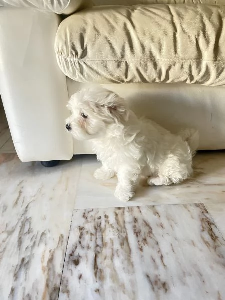 cucciolo maltese | Foto 2
