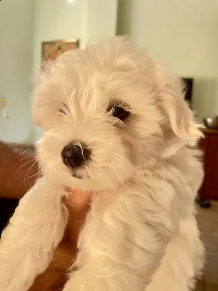 cucciolo maltese | Foto 1