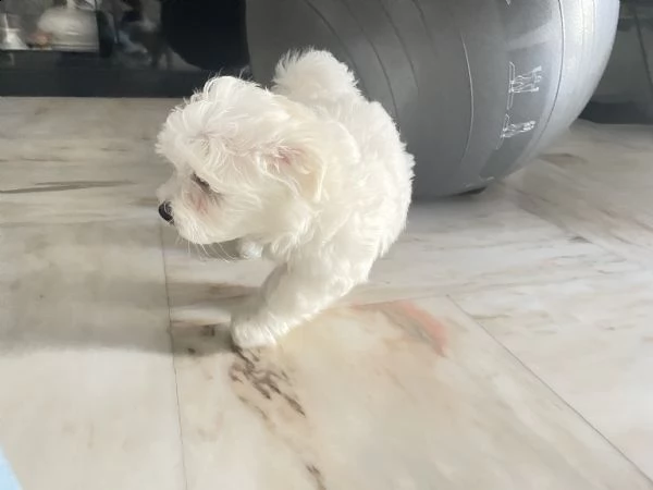 cucciolo maltese | Foto 0
