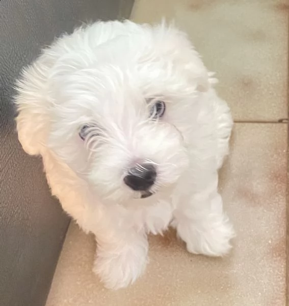 cucciolo maltese