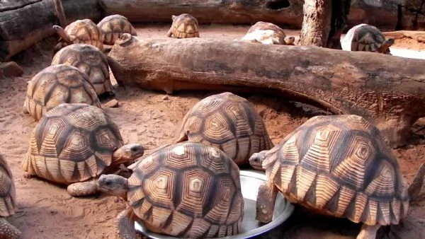 sano tartaruga radiata geochelone in vendita  eastern hermann di tartarughe t hermanni boettgeri