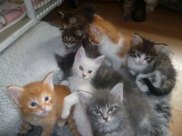 regalo gattini maine coon   ora abbiamo i seguenti gatti maine coon  disponibili  per ulteriori info