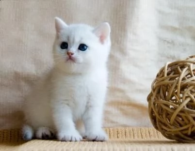 gattini british shorthair pedigree in regalo   disponibili subito bellissimi gattini british shor