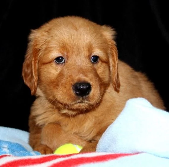 bellissimo cucciolo di golden retriever per regalo | Foto 0