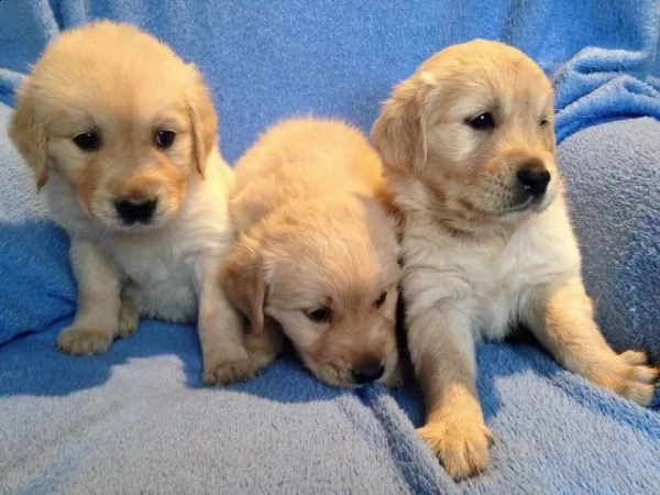 bellissimo cucciolo di golden retriever per regalo