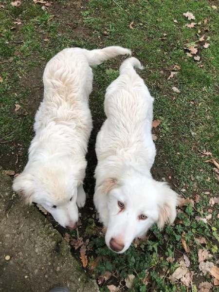 Cucciole in cerca di casa  | Foto 0