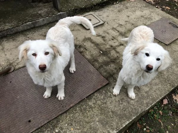 Cucciole in cerca di casa 