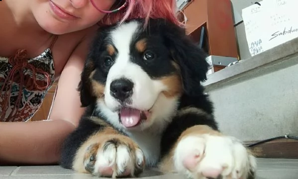 cuccioli di bovaro del bernese
