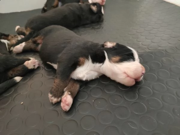 cuccioli di bovaro del bernese | Foto 3