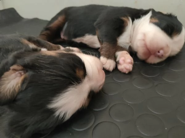 cuccioli di bovaro del bernese | Foto 2
