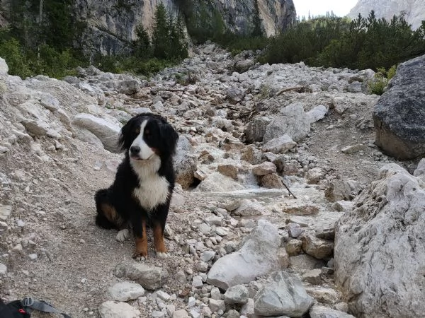 cuccioli di bovaro del bernese | Foto 1